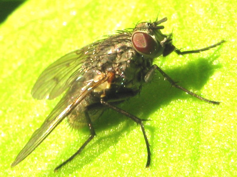 Hydrotaea cf. dentipes.ed Helina sp. (muscidae)